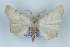  (Ennomos duercki - BC NP 0435)  @14 [ ] Copyright (2010) Unspecified Research Collection of Norbert Poell