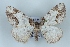  (Ligdia coctata - BC NP 0437)  @14 [ ] Copyright (2010) Unspecified Research Collection of Norbert Poell