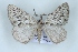  (Pungeleria - BC NP 0442)  @14 [ ] Copyright (2010) Unspecified Research Collection of Norbert Poell