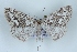  ( - BC NP 0443)  @14 [ ] Copyright (2010) Unspecified Research Collection of Norbert Poell