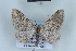  (Eupithecia praealta - BC NP 0456)  @14 [ ] Copyright (2010) Unspecified Research Collection of Norbert Poell