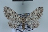  (Eupithecia poecilata - BC NP 0457)  @13 [ ] Copyright (2010) Unspecified Research Collection of Norbert Poell