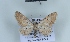  (Eupithecia laterata - BC NP 0459)  @14 [ ] Copyright (2010) Unspecified Research Collection of Norbert Poell