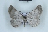  ( - BC NP 0460)  @14 [ ] Copyright (2010) Unspecified Research Collection of Norbert Poell