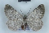  ( - BC NP 0461)  @14 [ ] Copyright (2010) Unspecified Research Collection of Norbert Poell