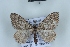  (Cataclysme uniformata - BC NP 0466)  @14 [ ] Copyright (2010) Unspecified Research Collection of Norbert Poell