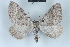  ( - BC NP 0469)  @11 [ ] Copyright (2010) Unspecified Research Collection of Norbert Poell