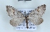  (Chesias rufata - BC NP 0472)  @14 [ ] Copyright (2010) Axel Hausmann/Bavarian State Collection of Zoology (ZSM) SNSB, Zoologische Staatssammlung Muenchen