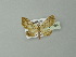  (Eupithecia AH03Br - BC ZSM Lep 30264)  @14 [ ] CreativeCommons - Attribution Non-Commercial Share-Alike (2012) Axel Hausmann/Bavarian State Collection of Zoology (ZSM) SNSB, Zoologische Staatssammlung Muenchen