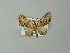  (Eupithecia AH04Br - BC ZSM Lep 30265)  @13 [ ] CreativeCommons - Attribution Non-Commercial Share-Alike (2012) Axel Hausmann/Bavarian State Collection of Zoology (ZSM) SNSB, Zoologische Staatssammlung Muenchen