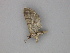  ( - BC ZSM Lep 30266)  @12 [ ] CreativeCommons - Attribution Non-Commercial Share-Alike (2010) Unspecified SNSB, Zoologische Staatssammlung Muenchen