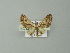  (Eupithecia AH05Br - BC ZSM Lep 30266)  @12 [ ] CreativeCommons - Attribution Non-Commercial Share-Alike (2012) Axel Hausmann/Bavarian State Collection of Zoology (ZSM) SNSB, Zoologische Staatssammlung Muenchen