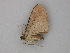  ( - BC ZSM Lep 30269)  @13 [ ] CreativeCommons - Attribution Non-Commercial Share-Alike (2010) Unspecified SNSB, Zoologische Staatssammlung Muenchen