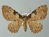  (Ergavia merops - BC ZSM Lep 30269)  @14 [ ] CreativeCommons - Attribution Non-Commercial Share-Alike (2012) Axel Hausmann/Bavarian State Collection of Zoology (ZSM) SNSB, Zoologische Staatssammlung Muenchen