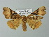  ( - BC ZSM Lep 30271)  @14 [ ] CreativeCommons - Attribution Non-Commercial Share-Alike (2012) Axel Hausmann/Bavarian State Collection of Zoology (ZSM) SNSB, Zoologische Staatssammlung Muenchen