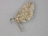  ( - BC ZSM Lep 30274)  @13 [ ] CreativeCommons - Attribution Non-Commercial Share-Alike (2010) Unspecified SNSB, Zoologische Staatssammlung Muenchen