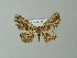  ( - BC ZSM Lep 30279)  @13 [ ] CreativeCommons - Attribution Non-Commercial Share-Alike (2012) Axel Hausmann/Bavarian State Collection of Zoology (ZSM) SNSB, Zoologische Staatssammlung Muenchen