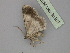  ( - BC ZSM Lep 30283)  @13 [ ] CreativeCommons - Attribution Non-Commercial Share-Alike (2010) Unspecified SNSB, Zoologische Staatssammlung Muenchen
