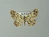  ( - BC ZSM Lep 30283)  @13 [ ] CreativeCommons - Attribution Non-Commercial Share-Alike (2012) Axel Hausmann/Bavarian State Collection of Zoology (ZSM) SNSB, Zoologische Staatssammlung Muenchen