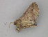  ( - BC ZSM Lep 30285)  @13 [ ] CreativeCommons - Attribution Non-Commercial Share-Alike (2010) Unspecified SNSB, Zoologische Staatssammlung Muenchen