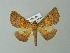  ( - BC ZSM Lep 30285)  @14 [ ] CreativeCommons - Attribution Non-Commercial Share-Alike (2012) Axel Hausmann/Bavarian State Collection of Zoology (ZSM) SNSB, Zoologische Staatssammlung Muenchen