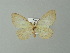  (Nephodia AH02Br - BC ZSM Lep 30292)  @13 [ ] CreativeCommons - Attribution Non-Commercial Share-Alike (2012) Axel Hausmann/Bavarian State Collection of Zoology (ZSM) SNSB, Zoologische Staatssammlung Muenchen