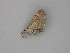  (Eupithecia AH06Br - BC ZSM Lep 30293)  @12 [ ] CreativeCommons - Attribution Non-Commercial Share-Alike (2010) Unspecified SNSB, Zoologische Staatssammlung Muenchen