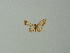  ( - BC ZSM Lep 30306)  @12 [ ] CreativeCommons - Attribution Non-Commercial Share-Alike (2012) Axel Hausmann/Bavarian State Collection of Zoology (ZSM) SNSB, Zoologische Staatssammlung Muenchen