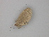  ( - BC ZSM Lep 30310)  @12 [ ] CreativeCommons - Attribution Non-Commercial Share-Alike (2010) Unspecified SNSB, Zoologische Staatssammlung Muenchen