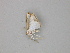  ( - BC ZSM Lep 30314)  @12 [ ] CreativeCommons - Attribution Non-Commercial Share-Alike (2010) Unspecified SNSB, Zoologische Staatssammlung Muenchen