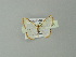  (Leuciris AH01Br - BC ZSM Lep 30314)  @13 [ ] CreativeCommons - Attribution Non-Commercial Share-Alike (2012) Axel Hausmann/Bavarian State Collection of Zoology (ZSM) SNSB, Zoologische Staatssammlung Muenchen