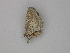  ( - BC ZSM Lep 30315)  @12 [ ] CreativeCommons - Attribution Non-Commercial Share-Alike (2010) Unspecified SNSB, Zoologische Staatssammlung Muenchen
