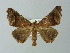  ( - BC ZSM Lep 30319)  @14 [ ] CreativeCommons - Attribution Non-Commercial Share-Alike (2012) Axel Hausmann/Bavarian State Collection of Zoology (ZSM) SNSB, Zoologische Staatssammlung Muenchen