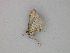  ( - BC ZSM Lep 30323)  @12 [ ] CreativeCommons - Attribution Non-Commercial Share-Alike (2010) Unspecified SNSB, Zoologische Staatssammlung Muenchen