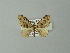  (Orthonama AH02Br - BC ZSM Lep 30323)  @14 [ ] CreativeCommons - Attribution Non-Commercial Share-Alike (2012) Axel Hausmann/Bavarian State Collection of Zoology (ZSM) SNSB, Zoologische Staatssammlung Muenchen