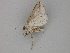  ( - BC ZSM Lep 30325)  @13 [ ] CreativeCommons - Attribution Non-Commercial Share-Alike (2010) Unspecified SNSB, Zoologische Staatssammlung Muenchen