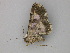  ( - BC ZSM Lep 30326)  @13 [ ] CreativeCommons - Attribution Non-Commercial Share-Alike (2010) Unspecified SNSB, Zoologische Staatssammlung Muenchen