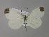  ( - BC ZSM Lep 30337)  @14 [ ] CreativeCommons - Attribution Non-Commercial Share-Alike (2010) Unspecified SNSB, Zoologische Staatssammlung Muenchen