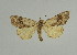  ( - BC ZSM Lep 31599)  @13 [ ] CreativeCommons - Attribution Non-Commercial Share-Alike (2010) Unspecified SNSB, Zoologische Staatssammlung Muenchen