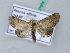  (Atacira affinis - BC ZSM Lep 31604)  @11 [ ] CreativeCommons - Attribution Non-Commercial Share-Alike (2010) Unspecified SNSB, Zoologische Staatssammlung Muenchen