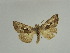  (Macdunnoughia tetragona - BC ZSM Lep 31612)  @11 [ ] CreativeCommons - Attribution Non-Commercial Share-Alike (2010) Unspecified SNSB, Zoologische Staatssammlung Muenchen