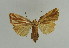  (Narangodes confluens - BC ZSM Lep 31632)  @11 [ ] CreativeCommons - Attribution Non-Commercial Share-Alike (2010) Unspecified SNSB, Zoologische Staatssammlung Muenchen