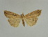  (Hypena longipennis - BC ZSM Lep 31643)  @13 [ ] CreativeCommons - Attribution Non-Commercial Share-Alike (2010) Unspecified SNSB, Zoologische Staatssammlung Muenchen