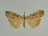  ( - BC ZSM Lep 31645)  @11 [ ] CreativeCommons - Attribution Non-Commercial Share-Alike (2010) Unspecified SNSB, Zoologische Staatssammlung Muenchen