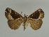  (Hypena taiwana - BC ZSM Lep 31652)  @13 [ ] CreativeCommons - Attribution Non-Commercial Share-Alike (2010) Unspecified SNSB, Zoologische Staatssammlung Muenchen