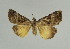  (Hypena amica - BC ZSM Lep 31663)  @11 [ ] CreativeCommons - Attribution Non-Commercial Share-Alike (2010) Unspecified SNSB, Zoologische Staatssammlung Muenchen