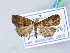  ( - BC ZSM Lep 31673)  @13 [ ] CreativeCommons - Attribution Non-Commercial Share-Alike (2010) Unspecified SNSB, Zoologische Staatssammlung Muenchen