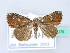  ( - BC ZSM Lep 31676)  @11 [ ] CreativeCommons - Attribution Non-Commercial Share-Alike (2010) Unspecified SNSB, Zoologische Staatssammlung Muenchen