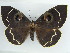  ( - BC ZSM Lep 31681)  @14 [ ] CreativeCommons - Attribution Non-Commercial Share-Alike (2010) Unspecified SNSB, Zoologische Staatssammlung Muenchen