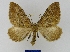  ( - BMB Lep 00028)  @13 [ ] Copyright (2010) Unspecified Research Collection of Bernd Mueller, Berlin